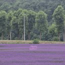 꽃뜰에풍경 | [단양 여행] 단양 가볼만한곳 추천! 고운골 아평쉼뜰 버베나 꽃밭부터 패러글라이딩, 구경시장 장날 후기