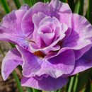 핑크파르페 이미지