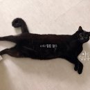 심형섭 | 25年10月 악성 엽상종 17번째 수술 간단 후기(1)_성빈센트병원