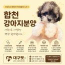 도그플러스주 - 김해시 번화1로56번길 15 | 합천강아지분양, 파티말티푸를 만나고 우리 집 일상이 달라진 후기