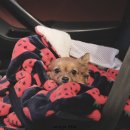 베베시앙 이미지