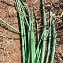 아양농장 이미지