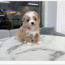 빼로독 강아지분양 의정부본점 이미지