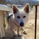 하루멍멍 이미지