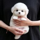 강아지고양이 미유펫 청주점 이미지