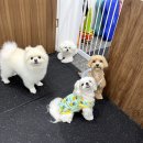 삼가족발 이미지