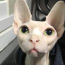 순복이네 이미지