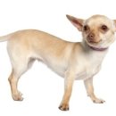 김해동물메디컬센터 이미지