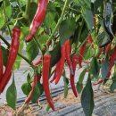 전북농약사 이미지