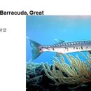 007 큰꼬치고기 Barracuda, Great 이미지