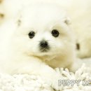 이쁜 강아지 이미지