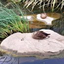 12월2일(화)아침건강걷기.청계천~성북천~낙산한양도성길~동대문역ㆍ점심식사 이미지