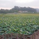 교동 연꽃마을 펜션 이미지