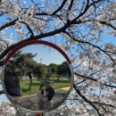 경안천 | 용인 호암미술관 근처 숨겨진 벚꽃 명소 '경안천'