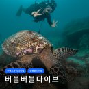 다이브11 | 푸켓 다이빙 재방문 후기 : 버블버블다이브 스쿠버다이빙 펀다이빙 라차섬 피피섬