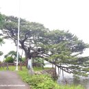 제주 수산리 곰솔 이미지