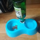 꼬마애견 이미지