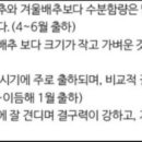 유방암 억제와 혈압조절에 좋은 배추효능 이미지