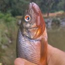 작은연못낚시터 이미지