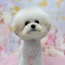 뽀르몽 | 천안 불당동 애견미용 뽀르몽 스포팅컷 후기