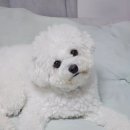 망토 두른 강아지 이미지