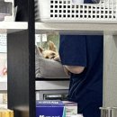 위희 | 김위희..또 병원에 가다..강아지 사지마비/척수연화증 치료#1