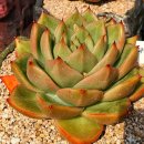 슈퍼드림 이미지