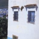 고양이날다 이미지