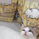 앙 | 고양이 모래 추천 세이오앙 카사바 모래 후기