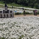 평창 육백마지기 데이지 축제 이미지