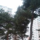 청대초등학교 이미지