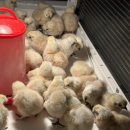 김포메추리농장 이미지