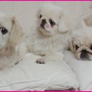 토토페키 이미지