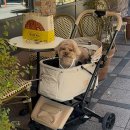 서구애견센타 | 대전 성심당 롯데백화점 애견동반 주차 무화과시루