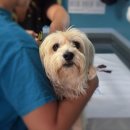 리브동물의료센터 이미지