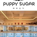 퍼피아이애견 이미지