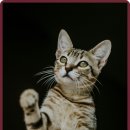 잠실베스트동물메디컬센터 이미지