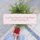 중앙시장로12번길 | 평택/송탄 피부관리,윤곽관리 꽃다비스킨케어 관리 후기