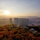 포레스타 이미지