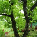 호두나무집 이미지