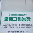 대방농장 | [ 담양 꿈에그린체험농장] 새해첫날 호돌시와 감귤따기 체험 후기