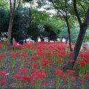 서대구완충녹지(7BL) 이미지