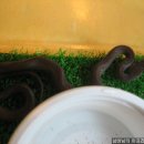African house snake 이미지