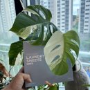 와우런드리 이미지