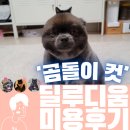 딜루디움 | 포메라니안 코코의 첫 미용 도전! 가위 컷 곰돌이 컷(인천 딜루디움 후기)