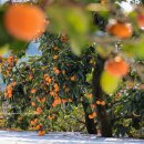 송금녹색농촌체험마을 이미지