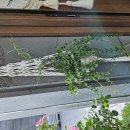 macrame plant hanger (식물걸이) 방금만든 따끈따끈한 작품을 좋은 기회로 구매하실수있어용♡♡(식물하나더 드려요~~^^) 이미지