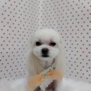 펫피파니 이미지