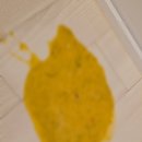 구월동물약국 | 강아지 노란 공복토 사료토 후 밥 시간은 어떡해야 할까