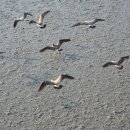 오이도종합어시장 이미지